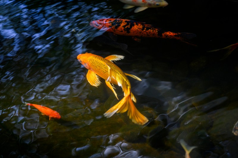 Several koi fish of varying sizes swim in a koi pond.