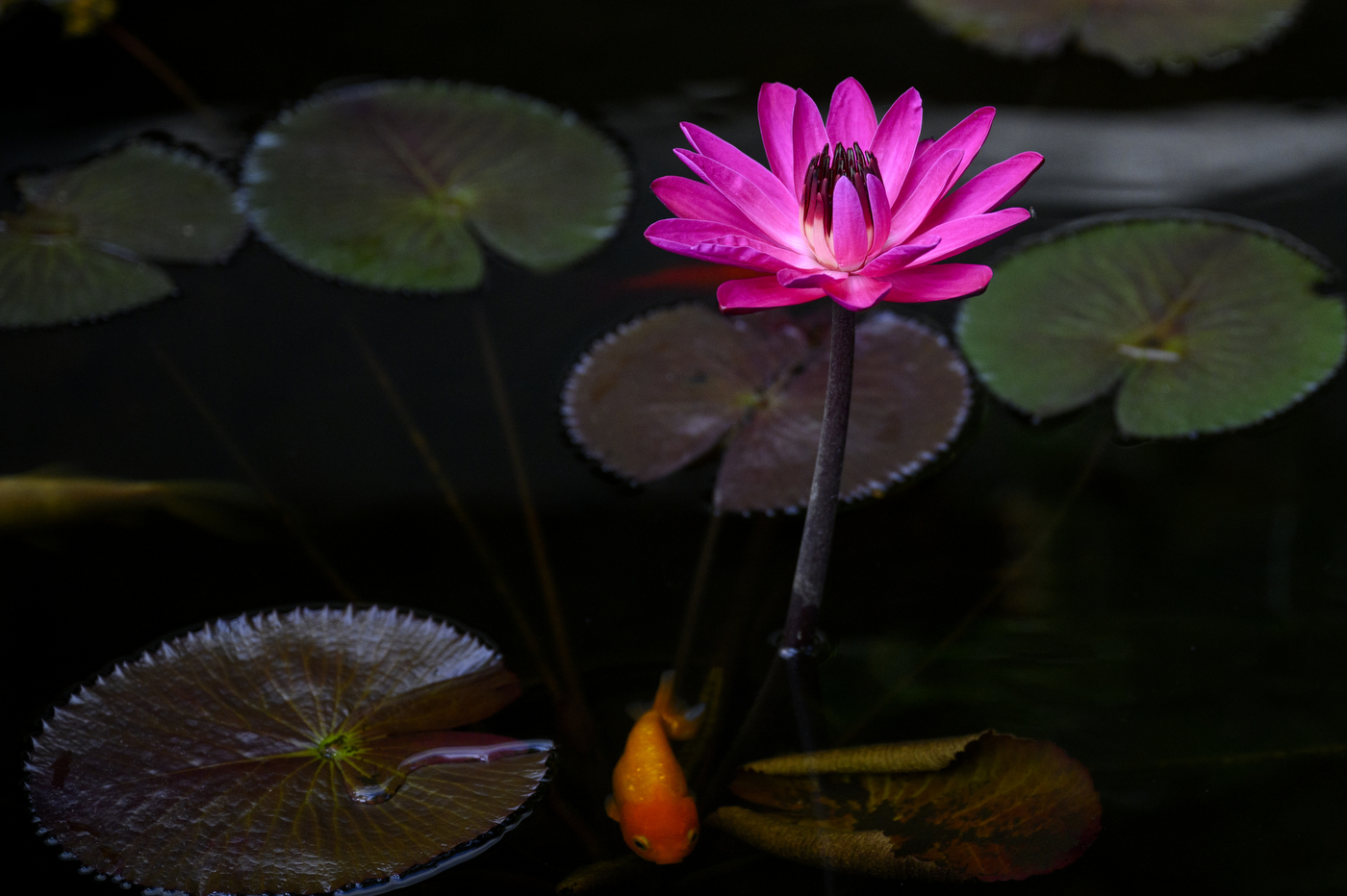 A small koi fish swims near a blooming lotus flower in a koi pond.