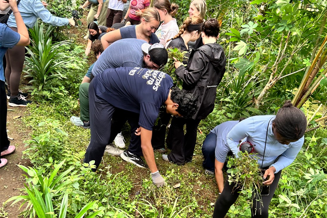 A group of students picking plants.