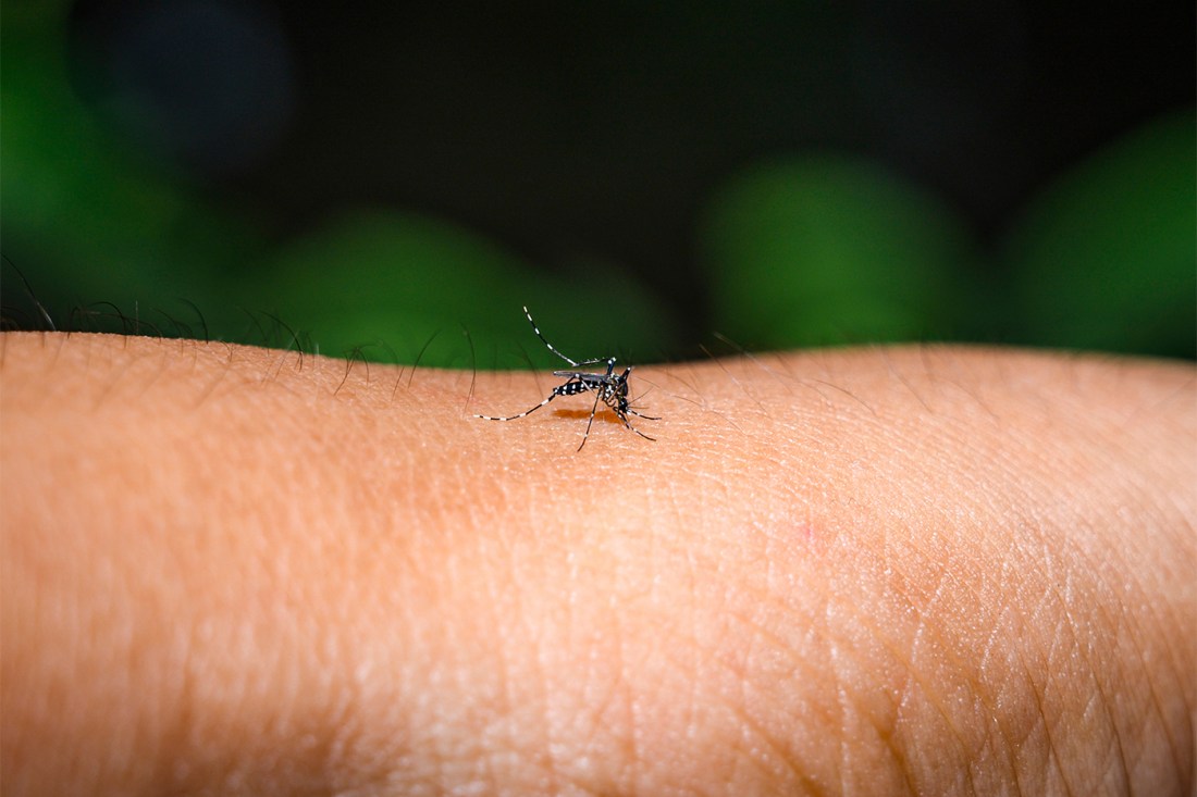 A mosquito biting into a person's skin.