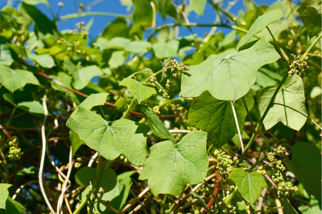 Canadian moonseed, a type of plant, shown.