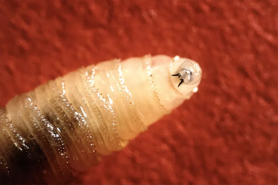 A screwworm larva with its mandible shown against a red background.