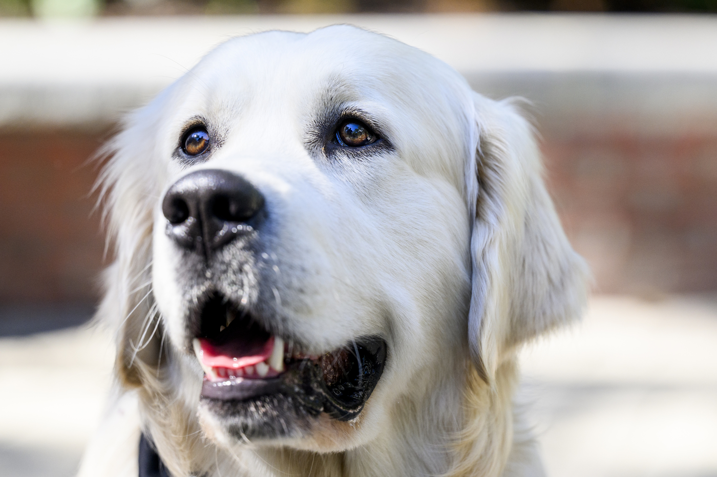 A close-up photo of a campus dog.
