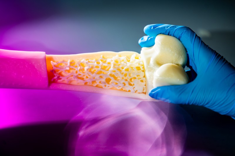 Close-up of a gloved hand holding a bone model, showing the spongy internal structure and smooth joint surface, used in research on bone growth.