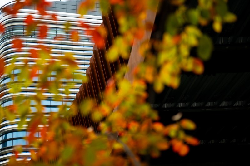 The leaves change color on trees near ISEC.