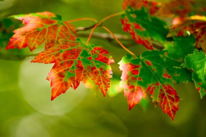 Leaves change color from green to red.