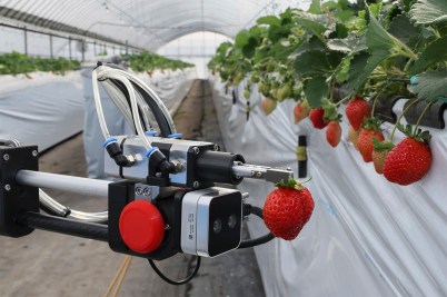 A photo shows an AI (artificial intelligence) strawberry harvesting robot at work.