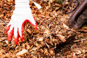 Photo of a gloved hand reaching down toward mulch on the ground.