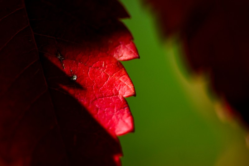 A close-up photo of a leaf that is turning red.