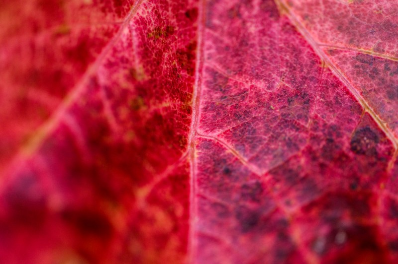 A close-up photo of a leaf that is turning red.