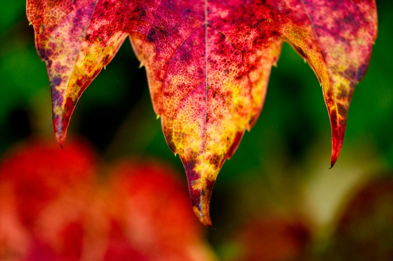 A close-up photo of a leaf that is turning red.