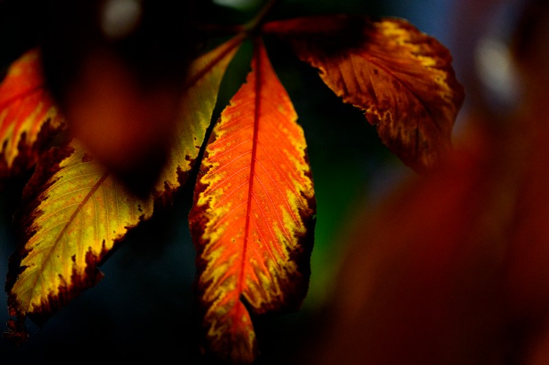 A close-up photo of leaves that are yellow and orange.