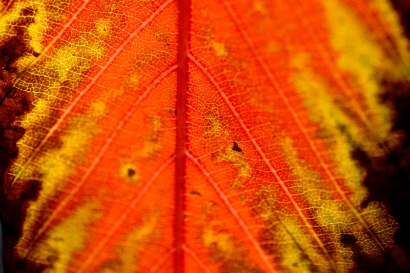 A yellow, orange and red leaf.