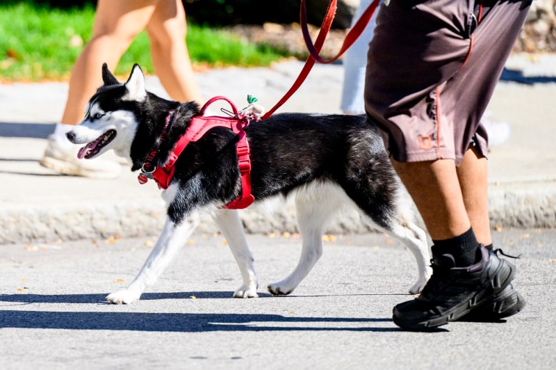 A dog walks outside.