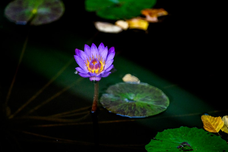 A close-up photo of a plant in the koi pond. 