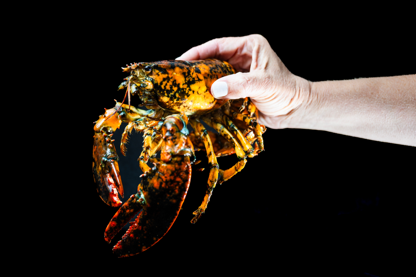 A person holds Jackie the lobster in front of a black background.