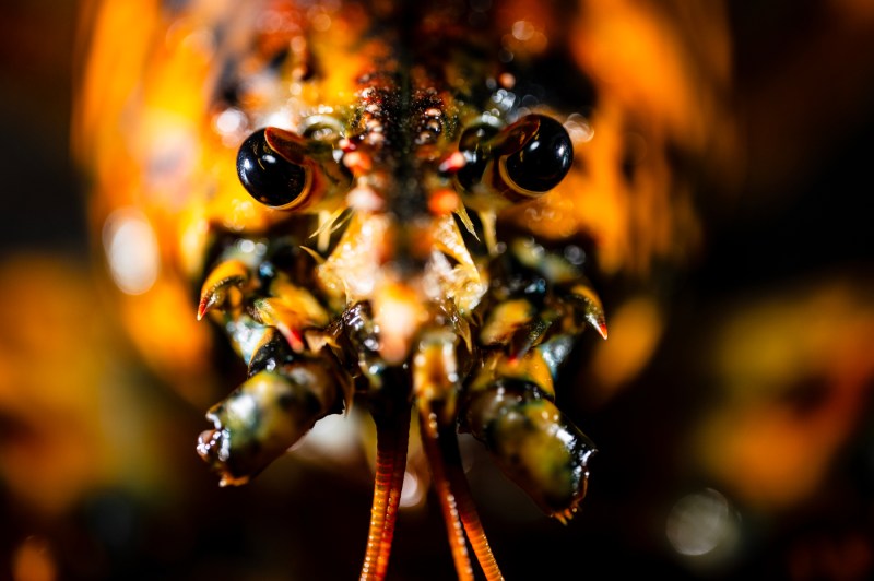 A head-on photo of Jackie, the calico lobster.
