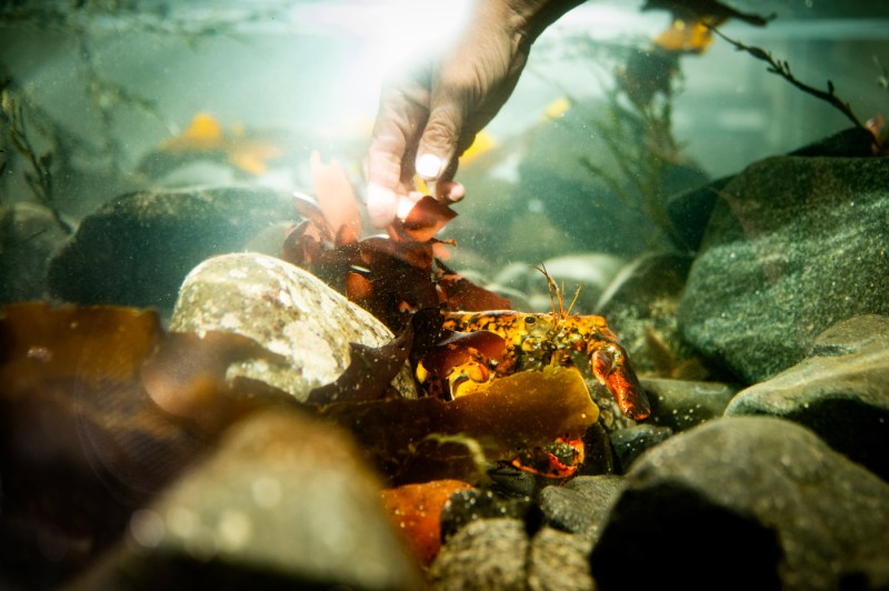 A hand reaches into a tank, where Jackie is standing on rocks.