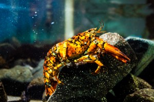 Jackie, a rare orange, yellow and black-spotted lobster, shown perched on top of a rock inside a tank.