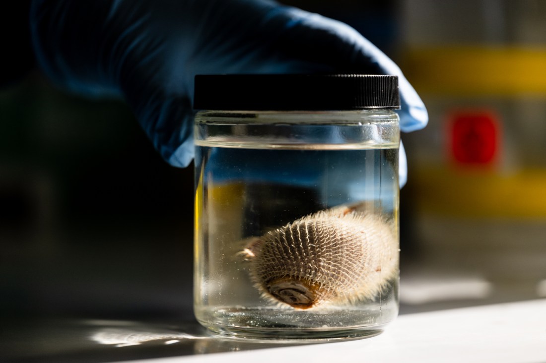 A preserved marine specimen is held in a jar at the Ocean Genome Legacy Center.