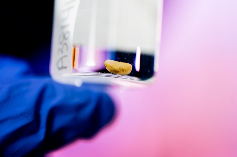 A close-up view of a blue-gloved hand holding a wood sample in a glass beaker in front of a blurred pink background.