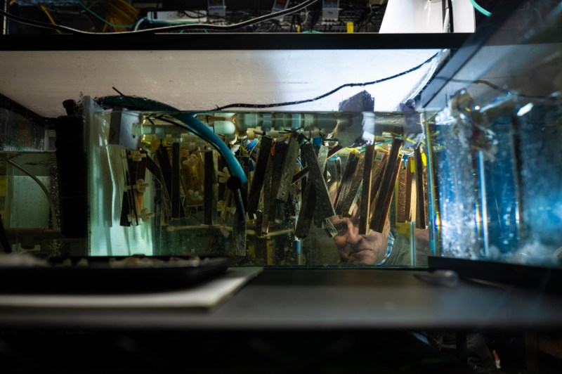 A researcher looks through a glass aquarium tank, their face visible through the glass. Inside the elongated specimens hang vertically in the water, suspended from the top of the tanks. Blue tubing and cables run through the tanks. 