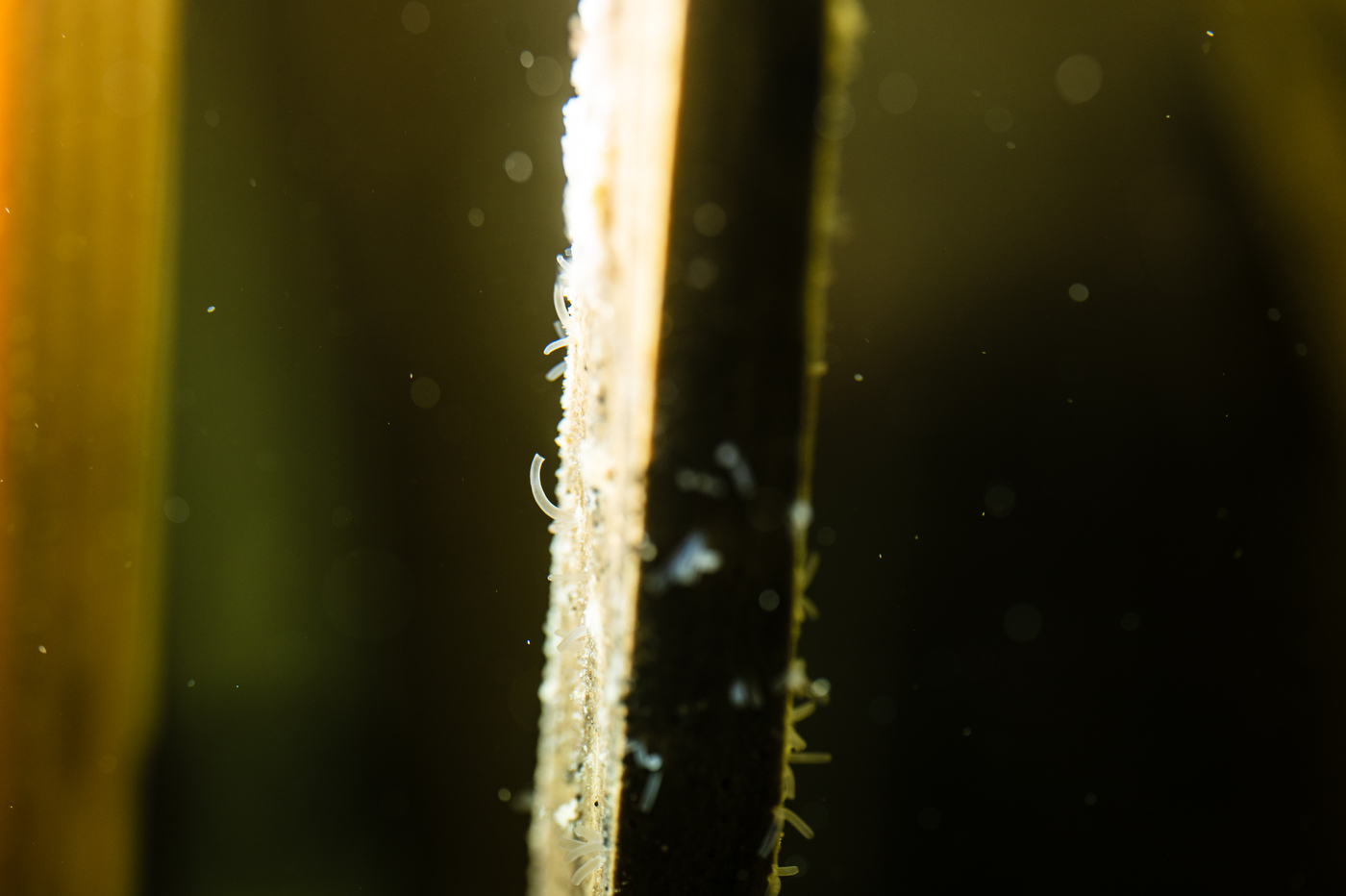 A close-up underwater view shows small, pale, curved shipworms attached to a bright, glowing surface inside of a tank. 