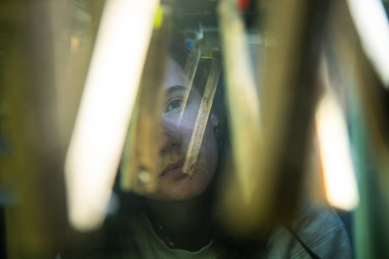 A person peers through green-brown vertical slats of an unknown material while examining shipworms in a tank.