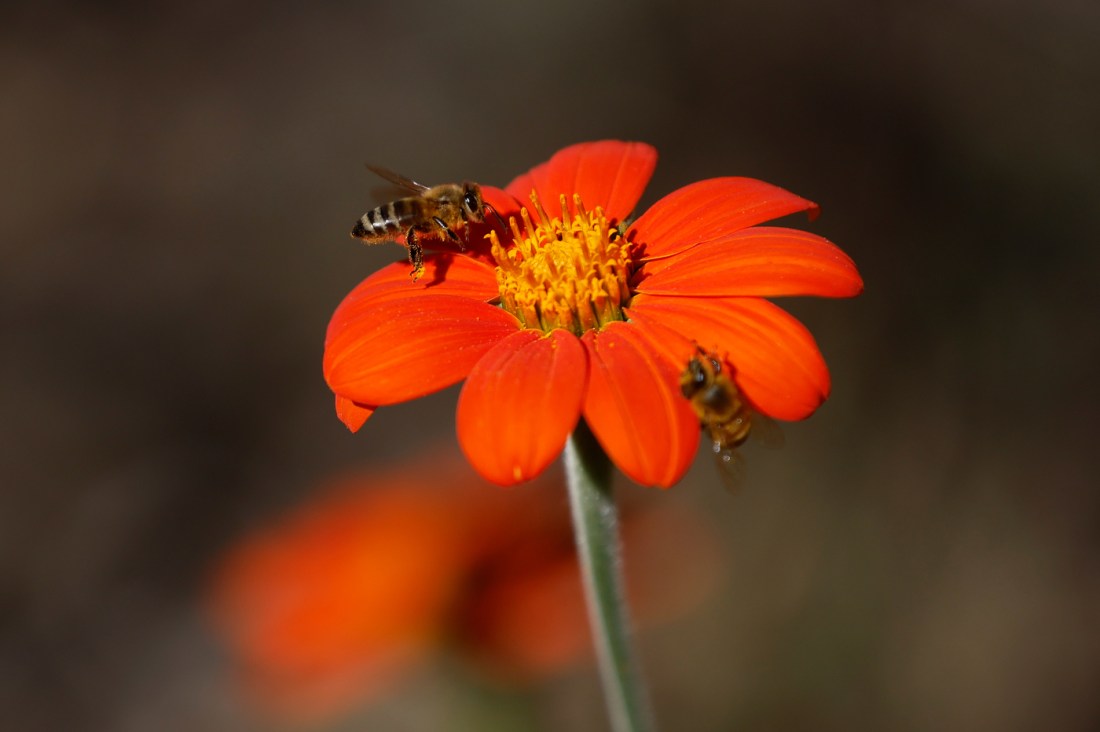 A bee lands on an orange flower. 