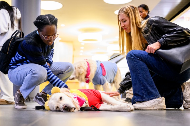Two students crouch over a golden retriever lying on it's side on the floor. They are both smiling and petting the dog.