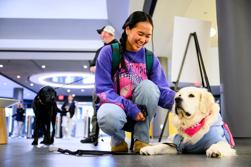 A student wearing a purple graphic sweatshirt kneels beside a golden retriever to pet him. The student is smiling. In the background, a black lab is visible on a leash with it's handler.