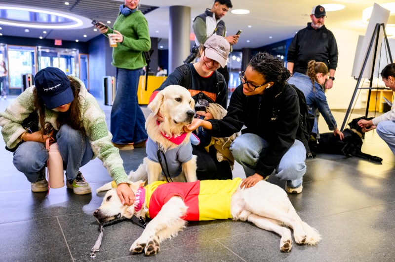 A group of students kneel on the floor surrounding two golden retrievers in the front and one black lab in the back. In the foreground, one golden retriever wearing a red and yellow shirt lies on it's side while a second one wearing a red bandana and grey shirt sits behind him. 