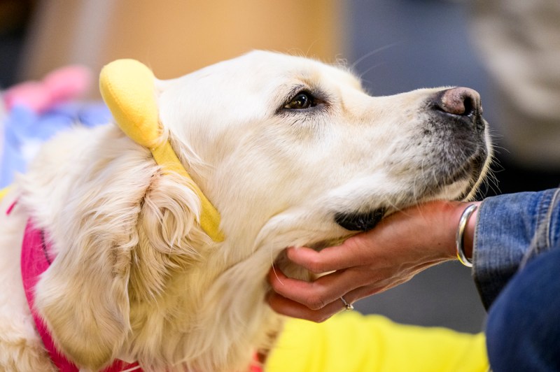A close-up of a golden retriever tilting its head upward while someone scratches under it's chin. It's wearing a yellow headband over it's ears. 