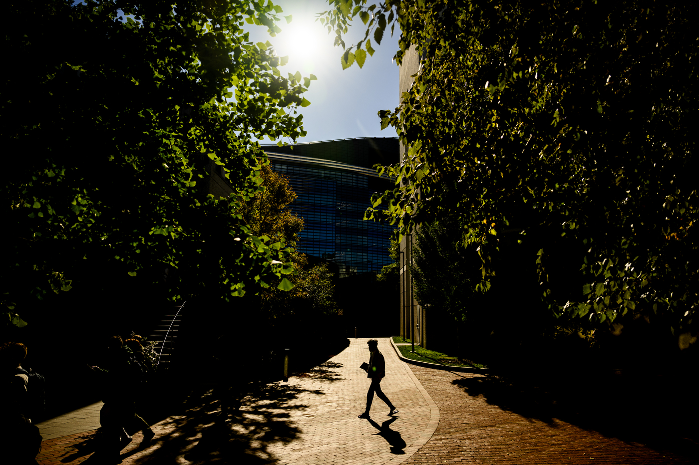 A silhouetted figure walks across a sunlit brick pathway framed by dense foliage on both sides. The strong backlighting creates dramatic contrast, with the person appearing as a dark figure against the bright pavement.