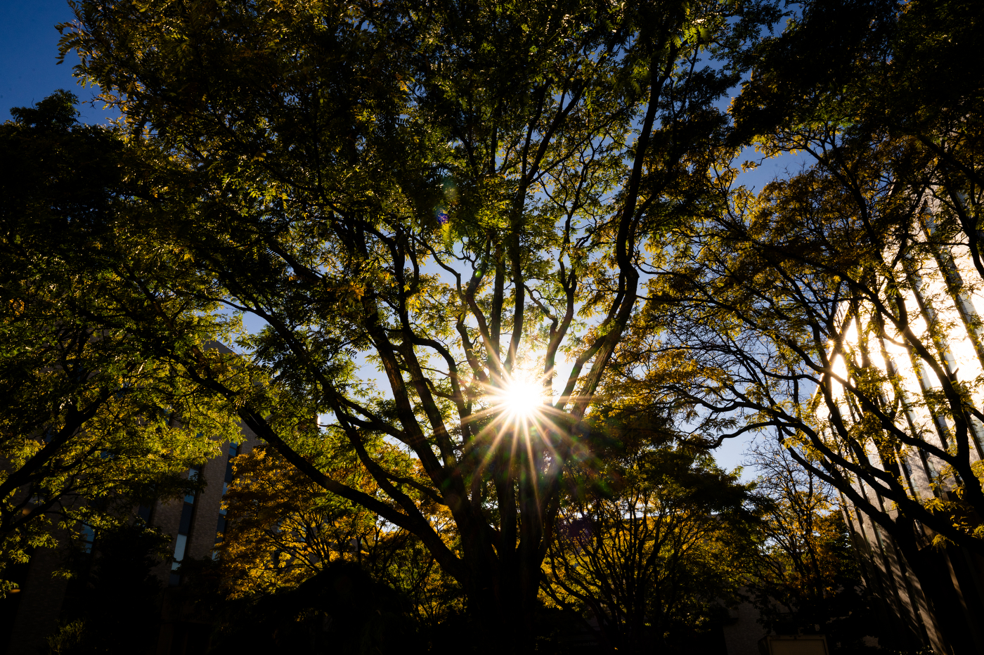 The sun shines through trees on the Boston campus.