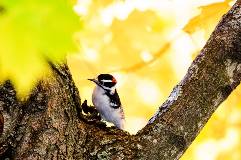 A bird sits on a branch of a tree with leaves that have turned yellow.