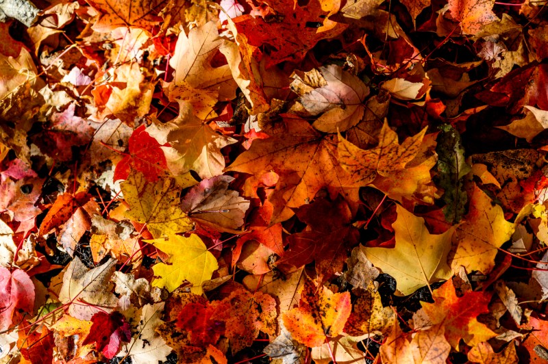 Leaves that have turned orange, red, and yellow lie in a pile.