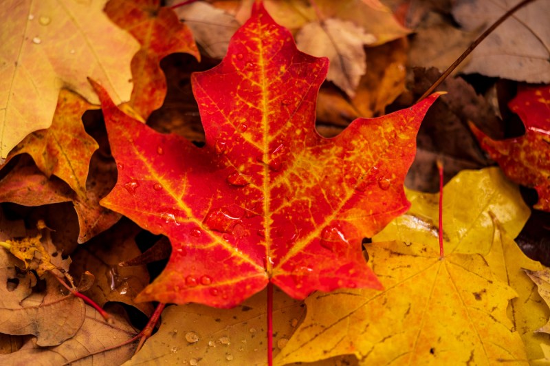 A close-up photo of leaves that have turned red and yellow.