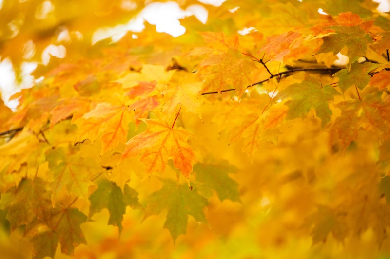 A close-up photo of a branch with yellow leaves.