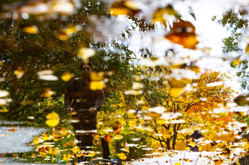 A person's reflection is shown through a puddle, which has yellow leaves floating around.
