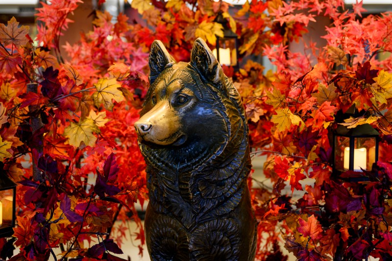 A statue of Northeastern University’s husky mascot is framed by vibrant red and orange fall leaves and lanterns during Friends and Family Weekend.