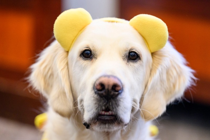 A golden retriever dog wears a headband with yellow ears.