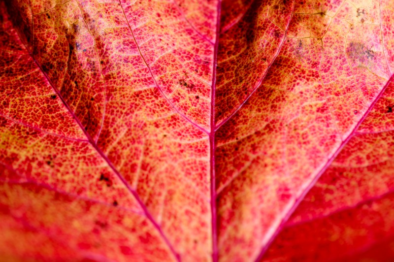 A close-up photograph of an autumn leaf displaying a vibrant red, yellow and orange.