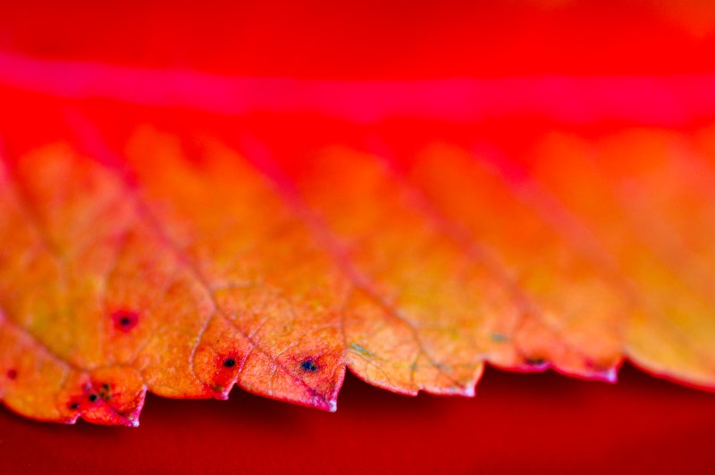 A close-up photograph of an autumn leaf displaying a vibrant red, yellow and orange.