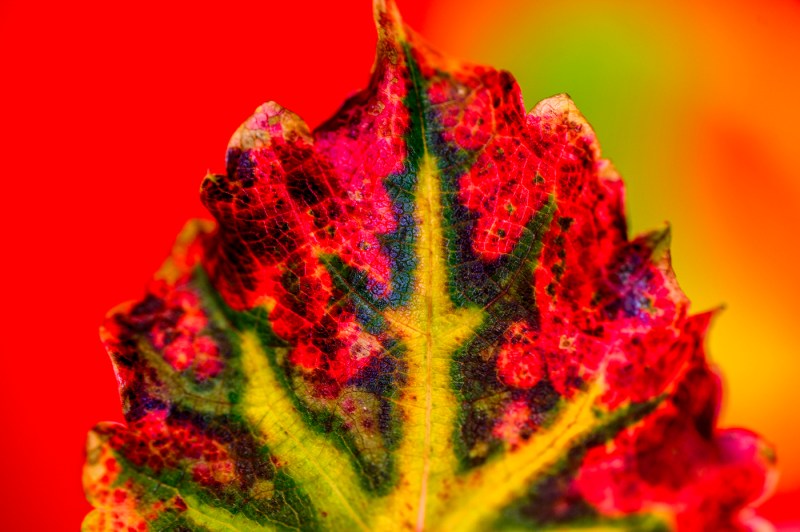 A close-up photograph of autumn leaves displaying a vibrant array of colors against a bright red background. The leaves show a striking gradient of colors including bright green, yellow, orange, hot pink, and deep red, with visible leaf veins creating a delicate pattern throughout.