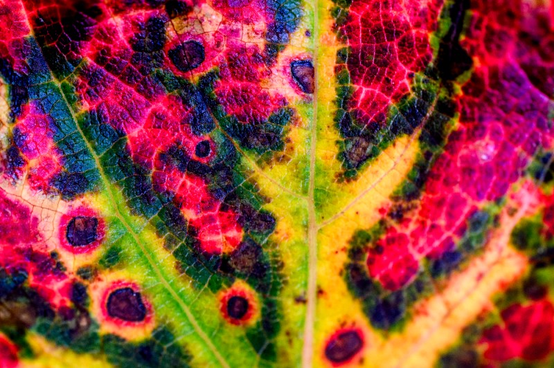 A close-up photograph of autumn leaves displaying a vibrant array of colors including bright green, yellow, orange, hot pink, and deep red, with visible leaf veins creating a delicate pattern throughout.