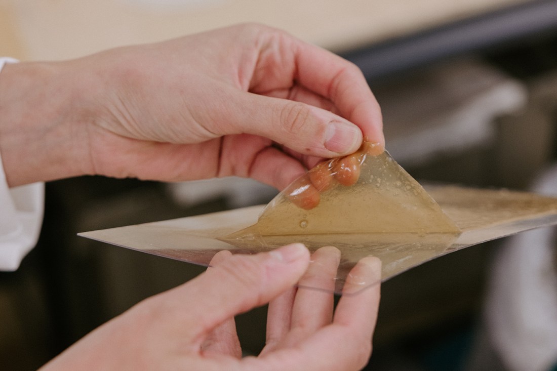 Hands peeling a translucent amber-colored sheet of kelp or seaweed with a thin, papery texture. 