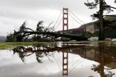 A fallen tree that was downed by recent severe weather reflected in a large puddle along with the Golden Gate Bridge.