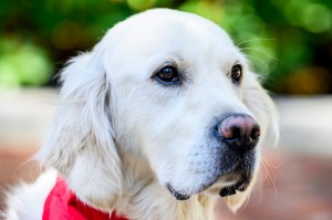 Cooper, a golden retriever dog with a red collar.