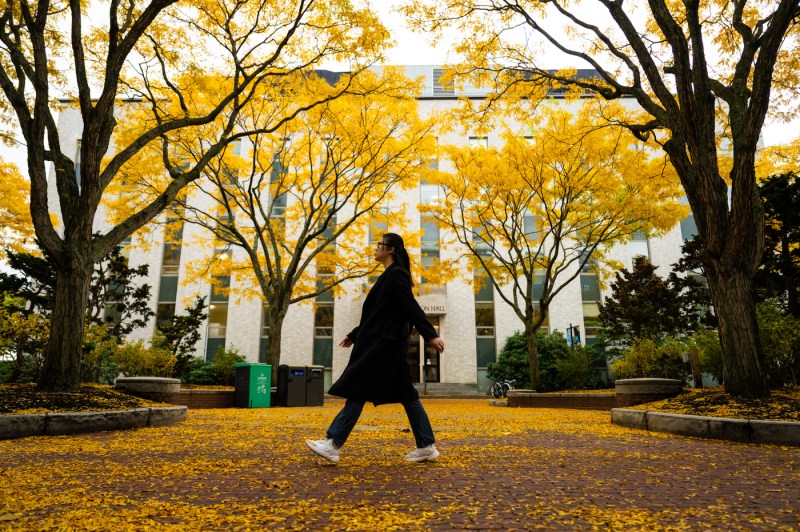 A woman in a long black jacket and jeans walks through a college quad which is filled with yellow leaves on the ground and on the trees around her.